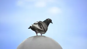 هل صيد الحمام حرام