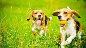 هل تربية الكلاب حرام