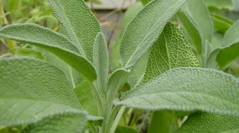 هل المرمية لها أضرار