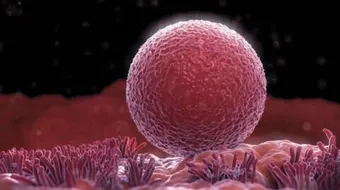 هل عدد البويضات عند المرأة محدود