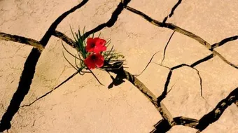 حكم في التفاؤل