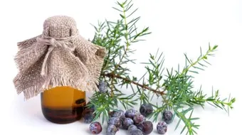 فوائد زيت العرعر