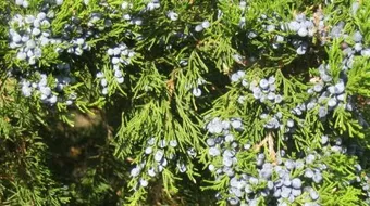 فوائد نبات العرعر