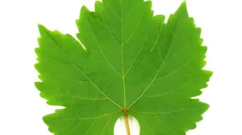 حفظ ورق العنب