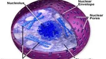 مكونات النواة