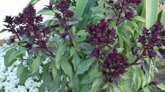 أنواع الريحان