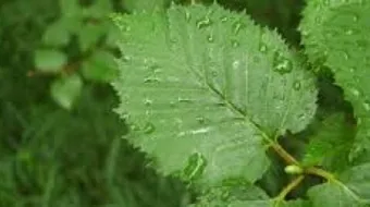 أنواع أوراق الشجر