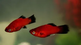 أنواع سمك الزينة