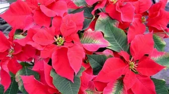 أنواع نباتات الزينة