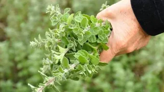 أنواع الزعتر