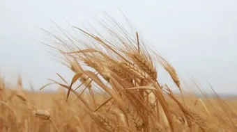 أنواع القمح