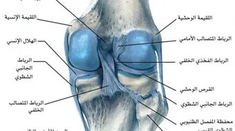 علاج غضروف الركبة