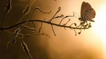 أكبر موقع صور