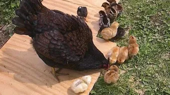 تربية الدجاج البياض