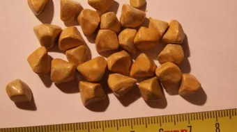 تفتيت حصى المرارة بالأعشاب