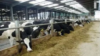 طرق تنمية الثروة الحيوانية