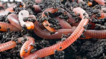 بحث عن دودة الأرض