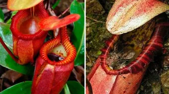 بحث عن النباتات المفترسة