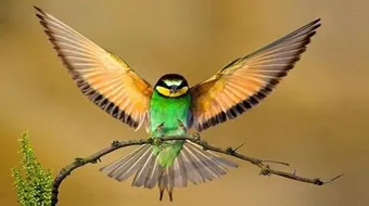 بحث عن خصائص الطيور