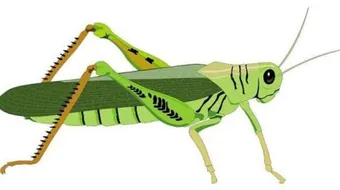 بحث عن الحشرات النافعة مثل النمل