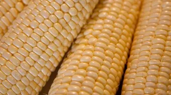 عمل الذرة الحلوة