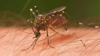 طرق انتقال مرض الملاريا
