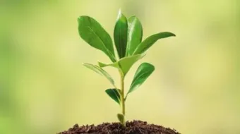 مظاهر رحمة الرسول