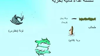 السلسلة الغذائية البحرية