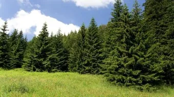 فوائد طبية واقتصادية للمخروطيات