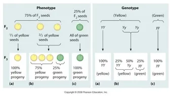 قوانين مندل في علم الوراثة