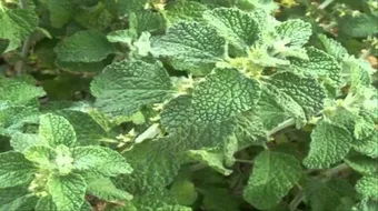 فوائد عشبة مريوت