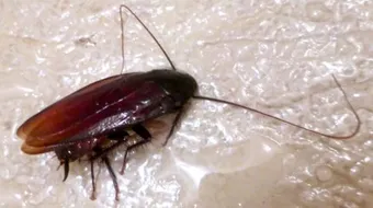 طريقة لمكافحة الصراصير