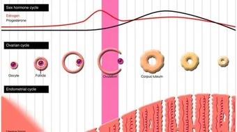 طريقة حساب الحمل