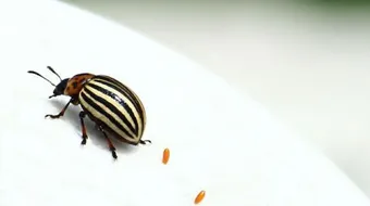 طرق التخلص من البق