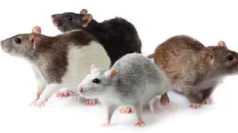 طرق التخلص من الفئران