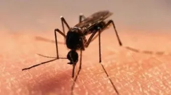 طرق التخلص من البعوض