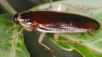 طرق القضاء على الصراصير