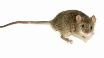 طرق محاربة الفئران