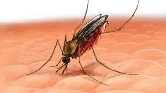 طرق التخلص من الناموس