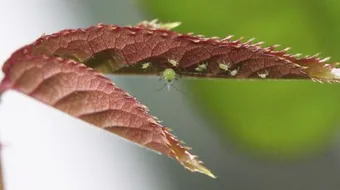 طرق مكافحة حشرة المن