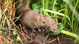 طرق مكافحة الفئران