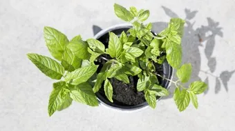 طريقة زراعة النعناع