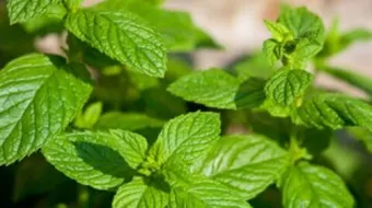 أضرار النعناع