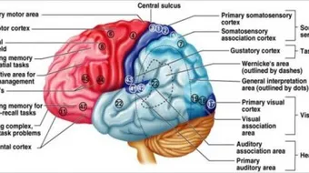 مم يتكون الجهاز العصبي
