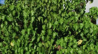 طريقة زراعة الملوخية