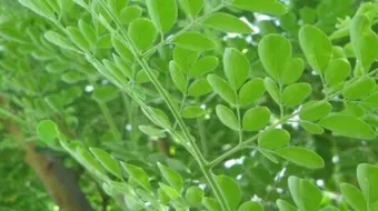 أضرار شاي المورينجا للتخسيس