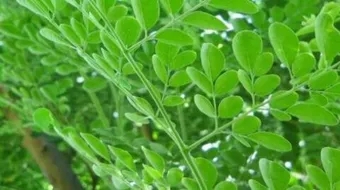 طرق زراعة شجرة المورينجا