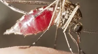 مكونات جسم البعوضة والامراض التي تنقلها ووسائل مكافحتها