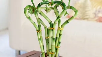 طريقة تكاثر نبات عصا موسى