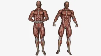 الجهاز العضلي